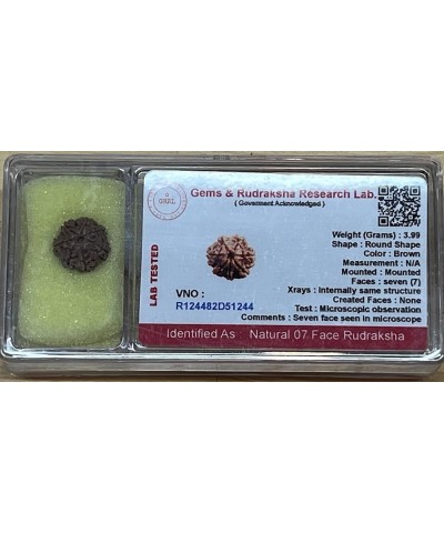 AwakenYourKundalini's Natural Rudraksha Beads (1,2,3,4,5,6,7,8,9,10,11,12,13,14 Faced) Original Rudraksha Beads Himalayan Ori...