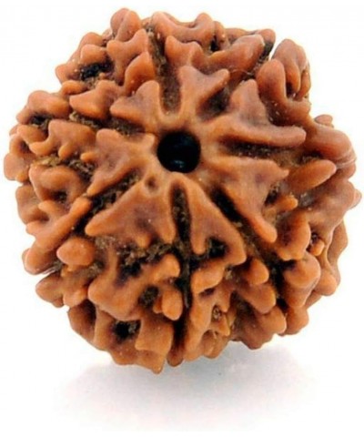 AwakenYourKundalini's Natural Rudraksha Beads (1,2,3,4,5,6,7,8,9,10,11,12,13,14 Faced) Original Rudraksha Beads Himalayan Ori...